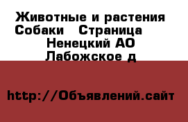 Животные и растения Собаки - Страница 18 . Ненецкий АО,Лабожское д.